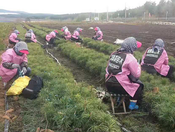 双鸭山嫁接苗施工